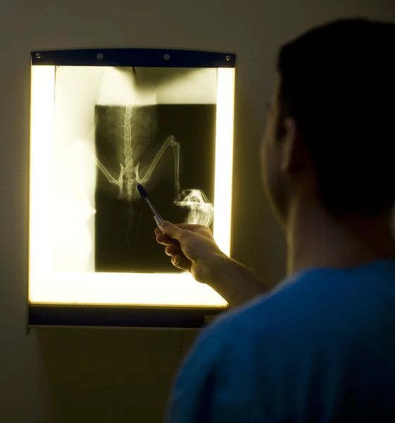 Ветеринарний лікар оглядає рентгенівський знімок Ліцензійні Стокові Зображення