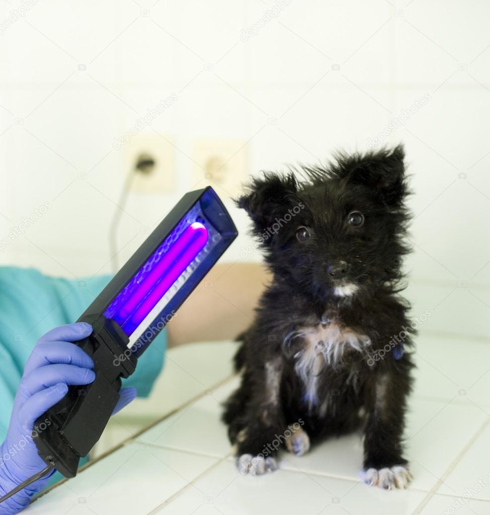 Veterinarian doctor with dog Stock Photo by ©fotomolos 34560161