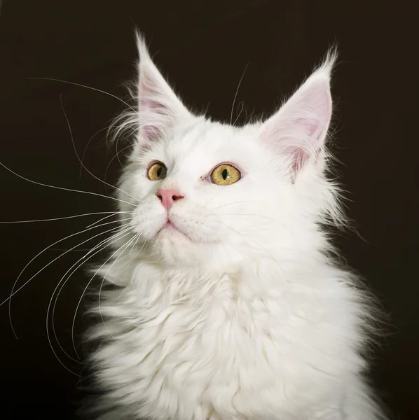 Maine Coon gato —  Fotos de Stock