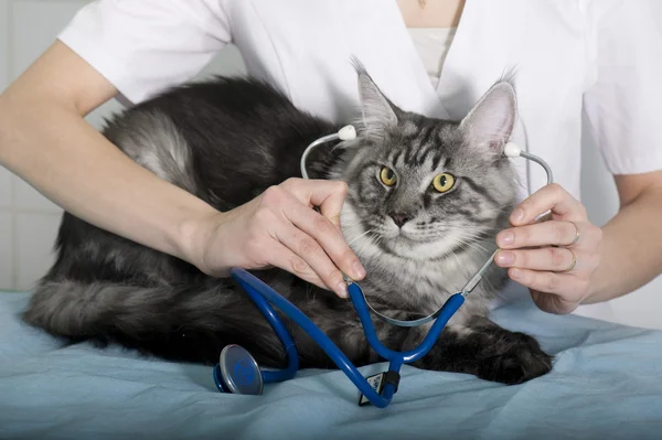 Veterinären undersöker en katt — Stockfoto