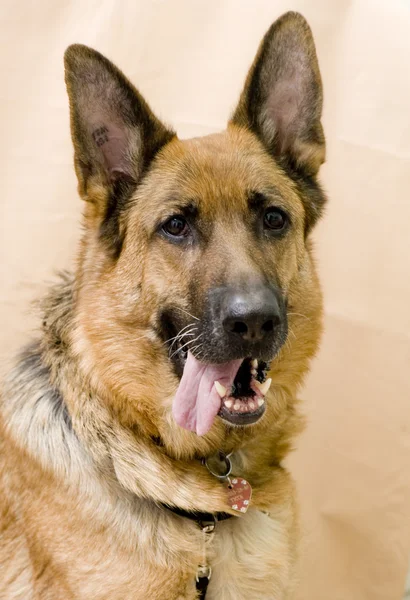 Mixed breed dog — Stock Photo, Image