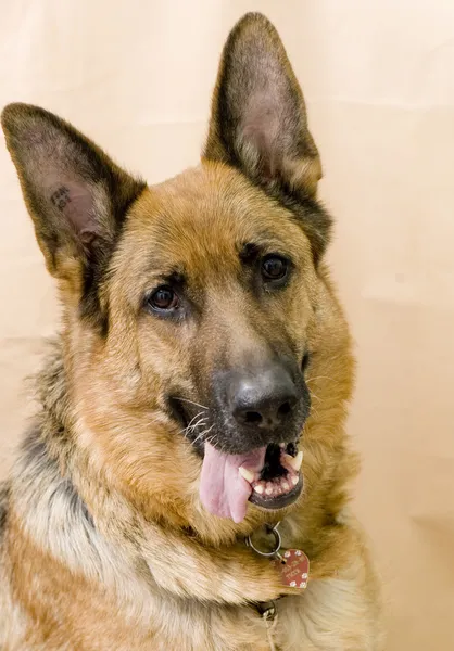 Mixed breed dog — Stock Photo, Image