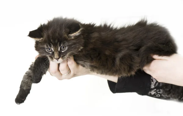 Maine coon kitten — Stock Photo, Image