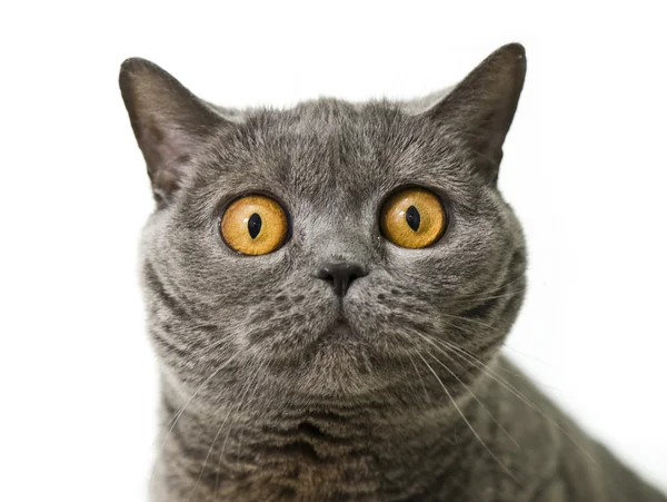 Closeup of a british short hair cat — Stock Photo, Image