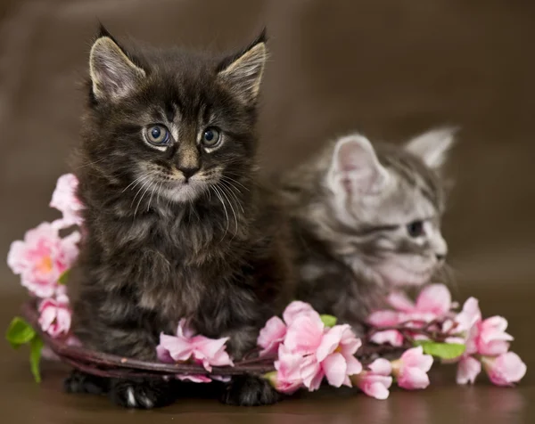 Maine Coon kitten with flowers — Stock Photo, Image