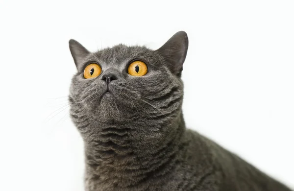 Primer plano de un gato británico de pelo corto — Foto de Stock