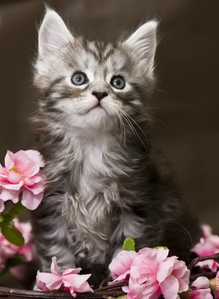 Maine Coon kitten with flowers — Stock Photo, Image