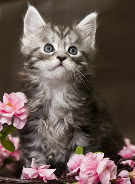 Maine Coon gatito con flores —  Fotos de Stock