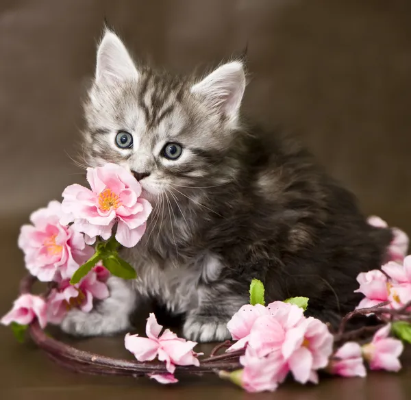 Maine Coon gatinho com flores — Fotografia de Stock