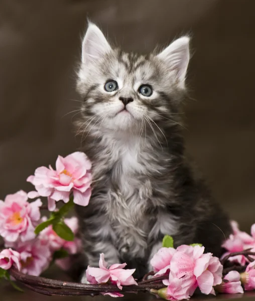 Maine Coon gatito con flores —  Fotos de Stock