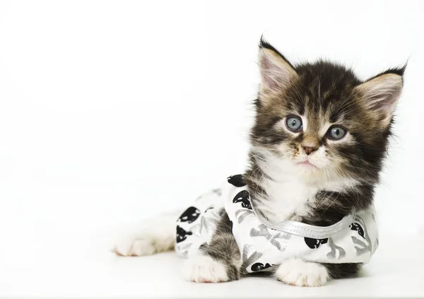 Adorable gatito — Foto de Stock