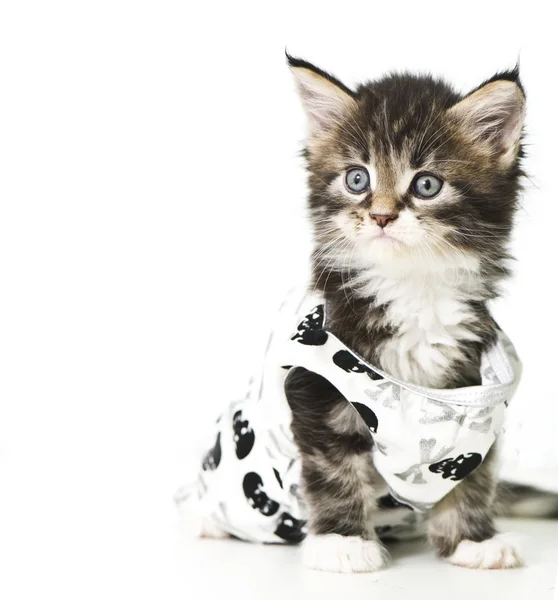 Adorable Kitten — Stock Photo, Image