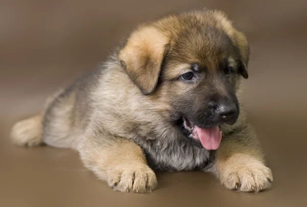 German shepherd puppy — Stock Photo, Image