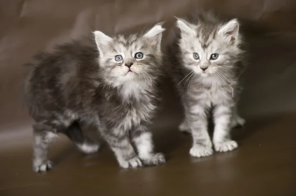 Maine coon gatinho — Fotografia de Stock