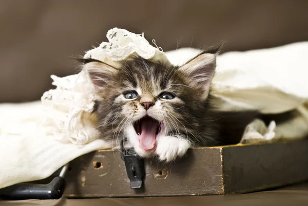 Adorable maine coon gatito — Foto de Stock