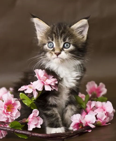 Maine Coon gatinho com flores — Fotografia de Stock