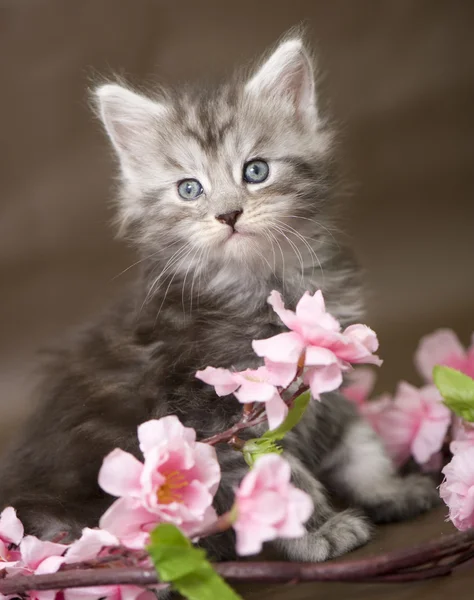 Maine Coon gatinho com flores — Fotografia de Stock