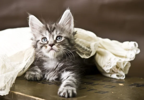 Maine Coon Kitten — Stock fotografie