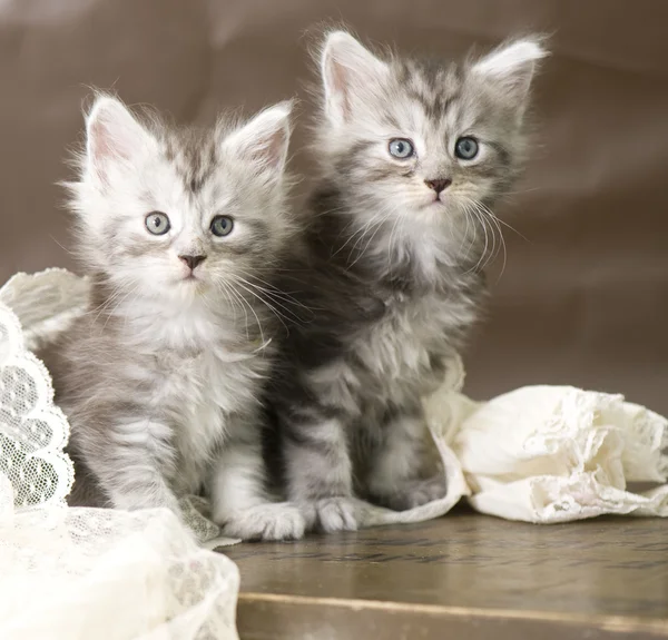 Maine coon gatinho — Fotografia de Stock