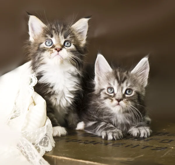 Maine coon kitten — Stock Photo, Image