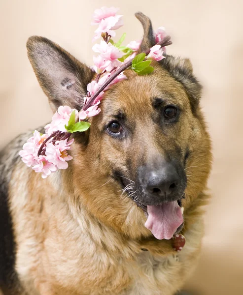 Primavera cão retrato — Fotografia de Stock