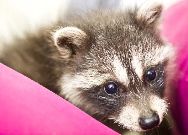 Little raccoon — Stock Photo, Image