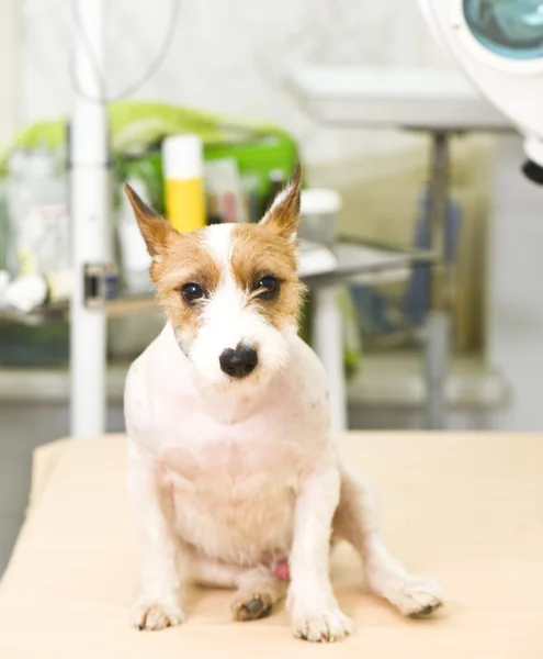 Bedårande jack russel terrier — Stockfoto