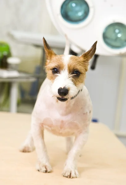 Adorable jack russel terrier — Stock Photo, Image