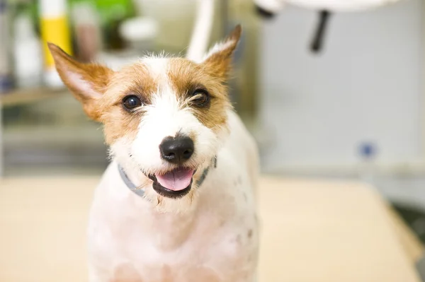 Bedårande jack russel terrier — Stockfoto