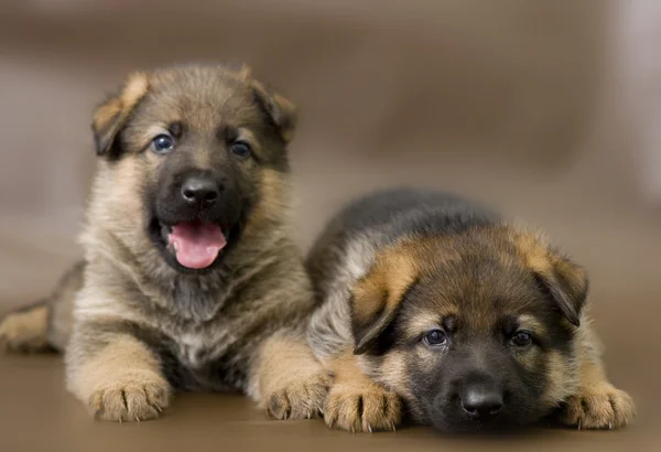 Kahverengi bir arka plan üzerinde poz Alman çoban köpek — Stok fotoğraf