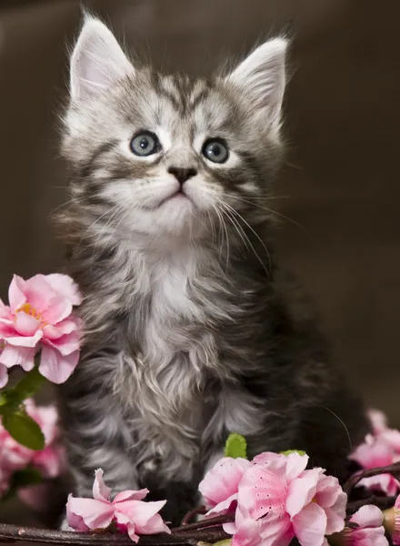 Maine Coon chaton avec des fleurs Images De Stock Libres De Droits