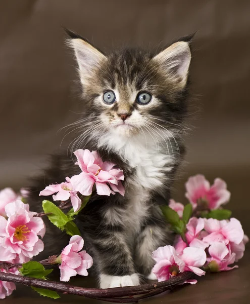 Maine coon kattunge med blommor Royaltyfria Stockbilder