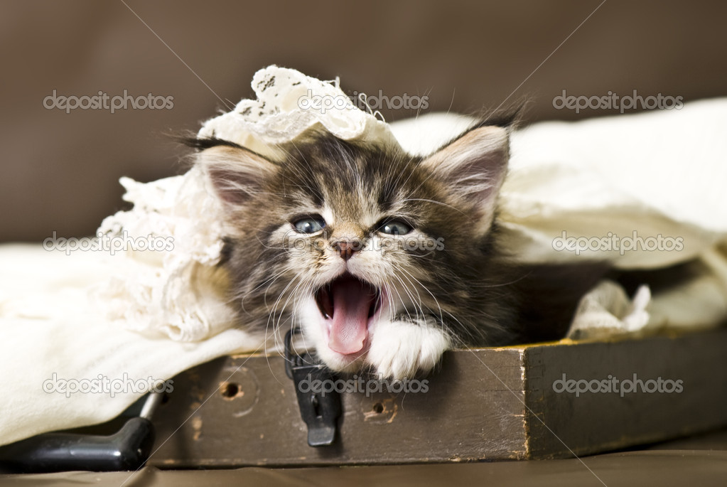 Adorable maine coon kitten