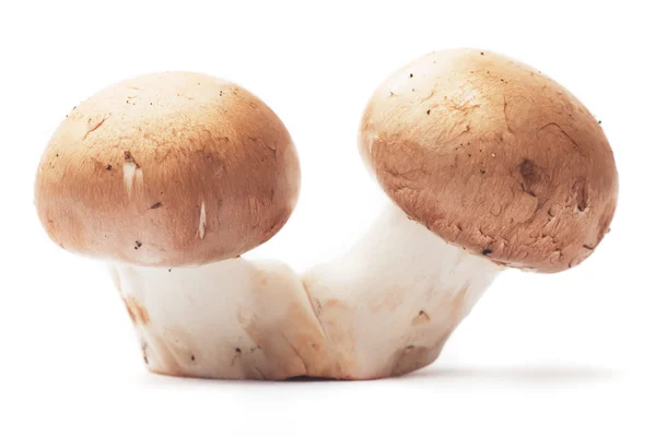 Två svampar på vit bakgrund — Stockfoto