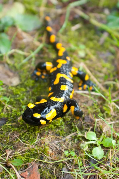 Salamandra de fogo — Fotografia de Stock