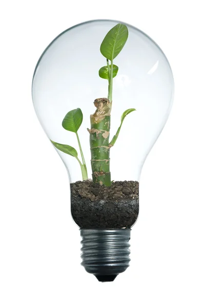 Lightbulb en plant — Stockfoto