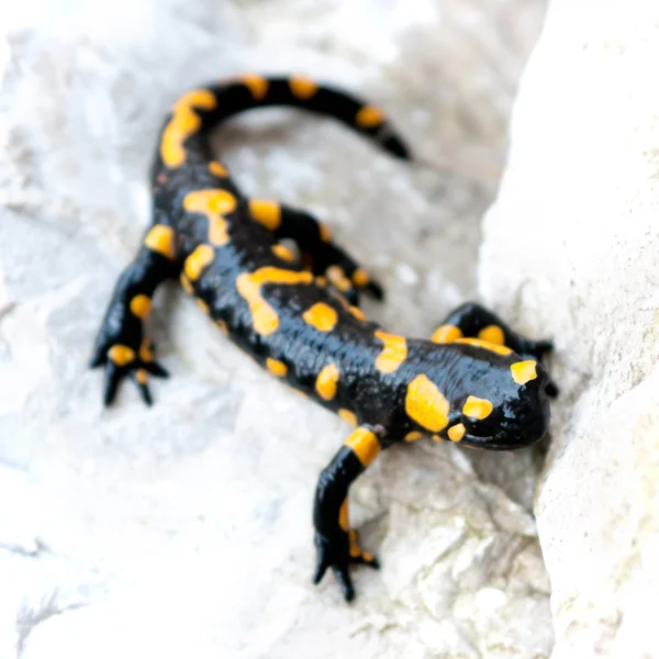 Fire salamander — Fotografie, imagine de stoc