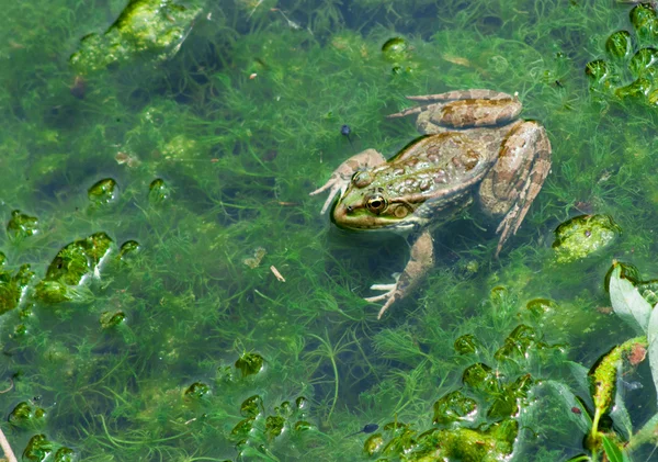 Frosch — Stockfoto