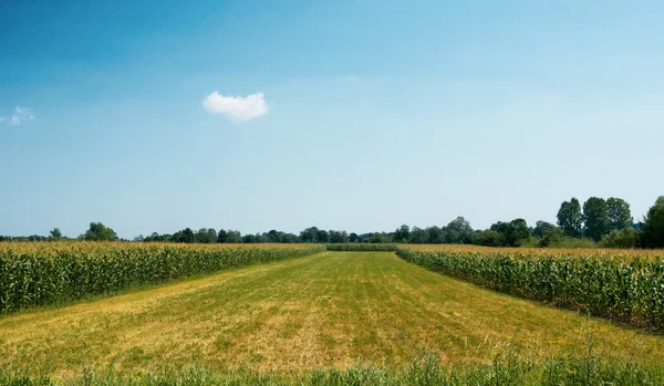 Cornfield — Stock Photo, Image