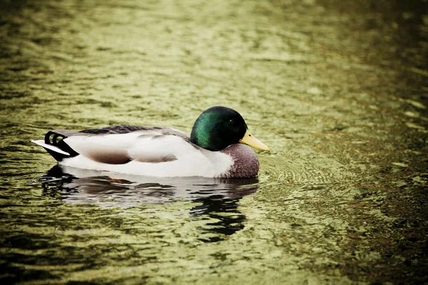 Duck — Stock Photo, Image
