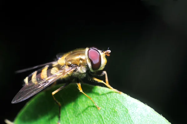 Κίτρινο fly μοιάζει με ένα τσίμπημα — Φωτογραφία Αρχείου