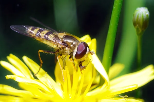 Yellow fly — Stock Photo, Image