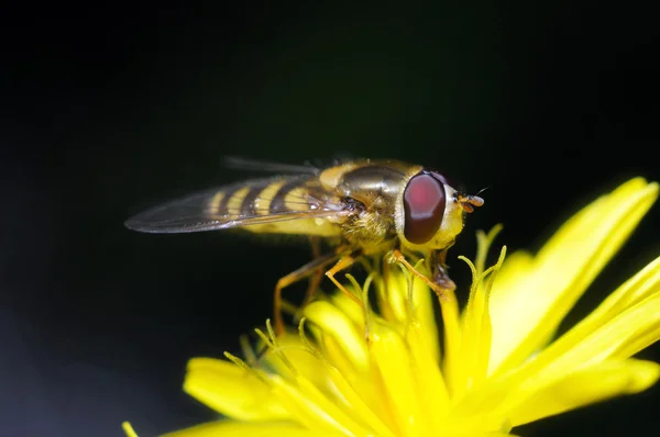 Mosca amarilla — Foto de Stock