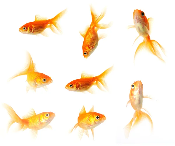 Colecção Goldfish — Fotografia de Stock