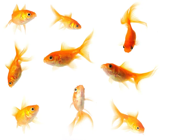Goldfish collection Stock Image