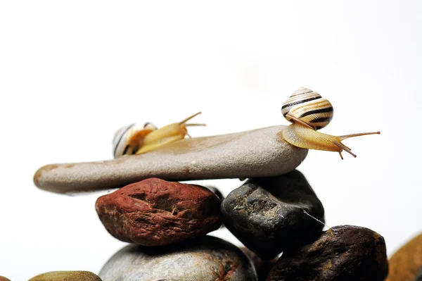 Caracóis em rochas — Fotografia de Stock