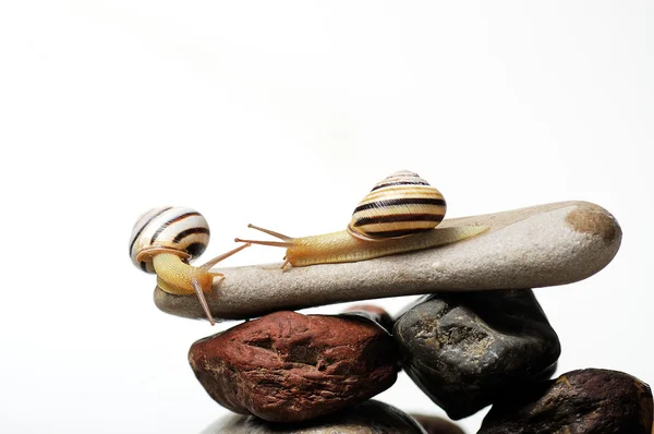 Snails on rocks — Stock Photo, Image