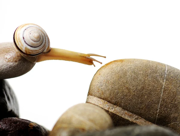 Snail on rocks — Stock Photo, Image