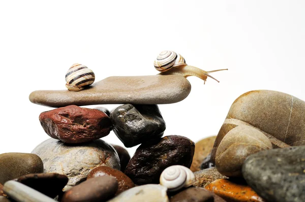 Ślimaki na skałach — Zdjęcie stockowe