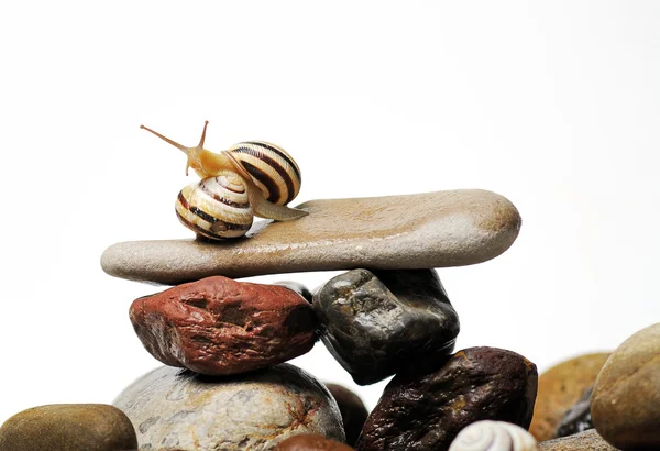 Snails on rocks — Stock Photo, Image